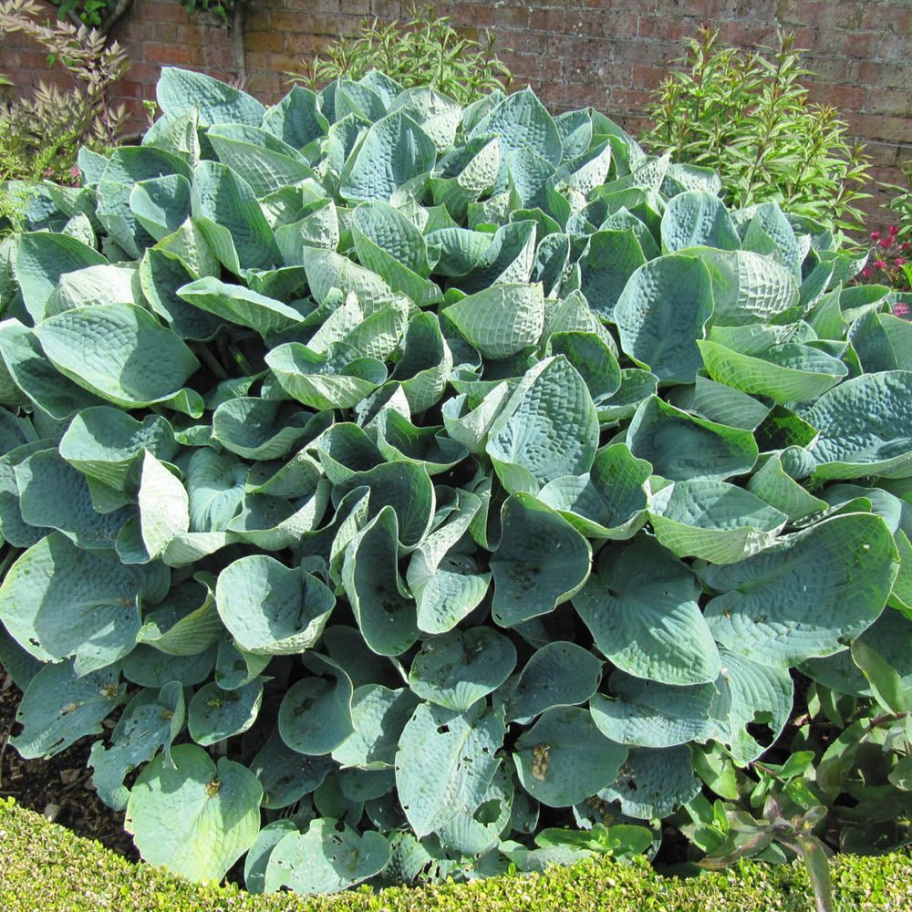 Crin de Toamna albastru (Hosta) Big Daddy