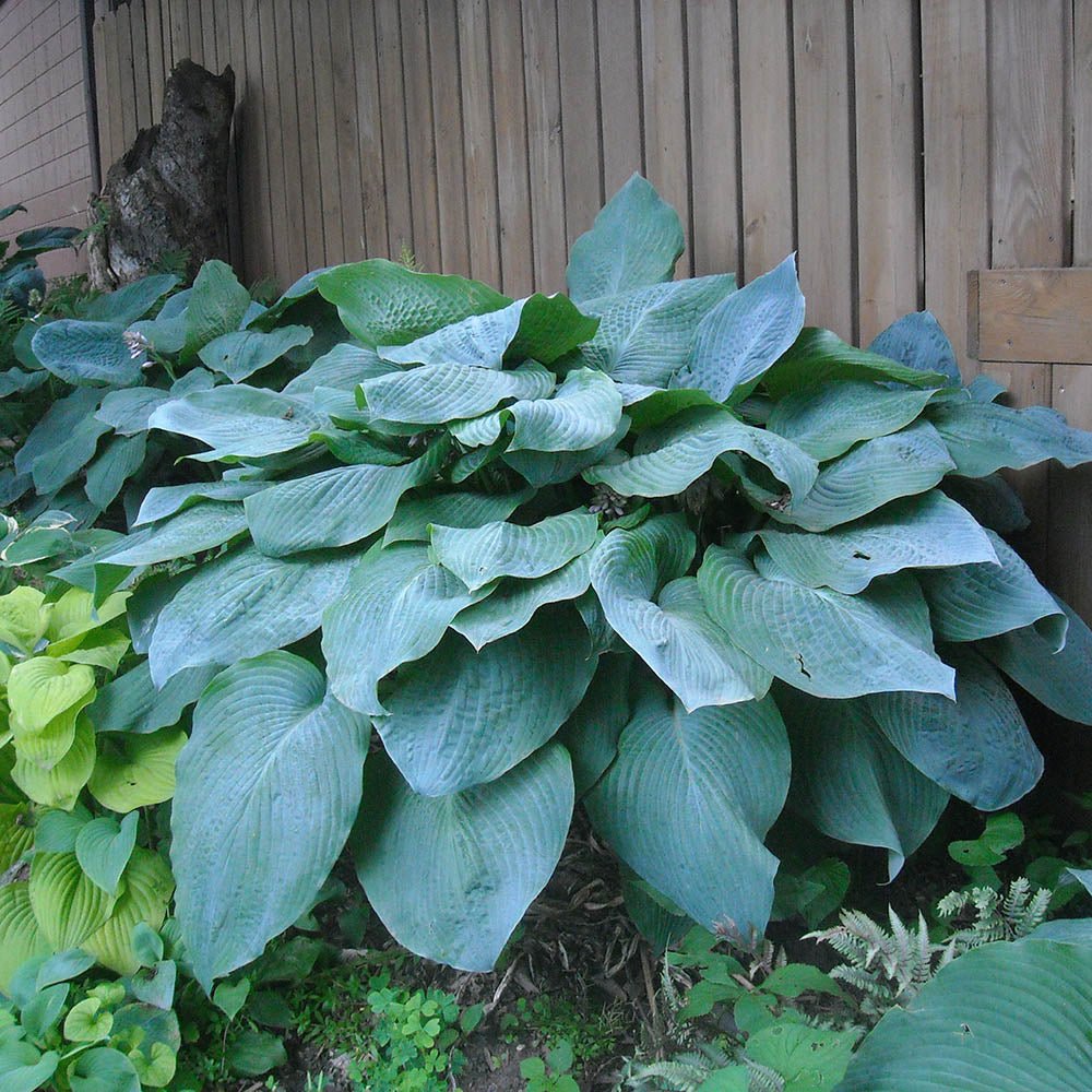 Crin de Toamna albastru (Hosta) Big Daddy