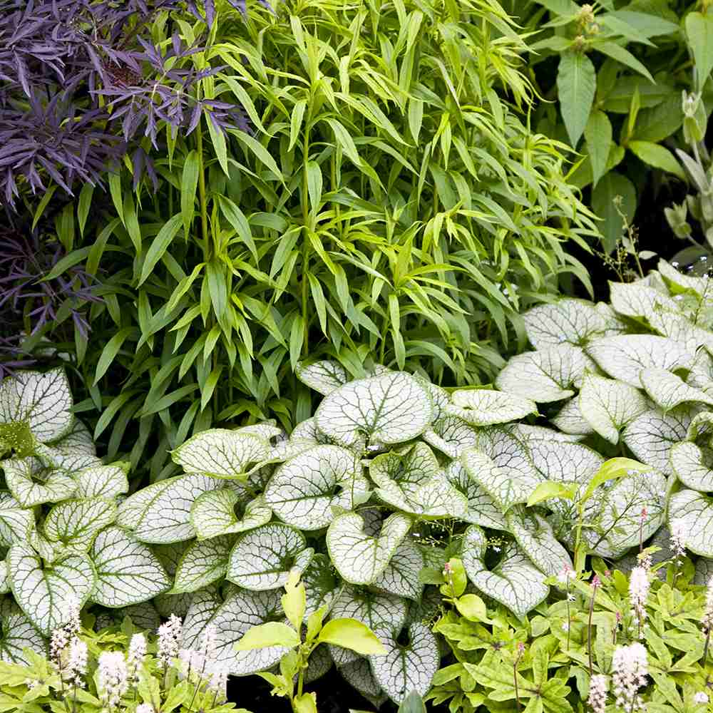 Crin de toamna Brunnera Silver Heart, cu flori albastre