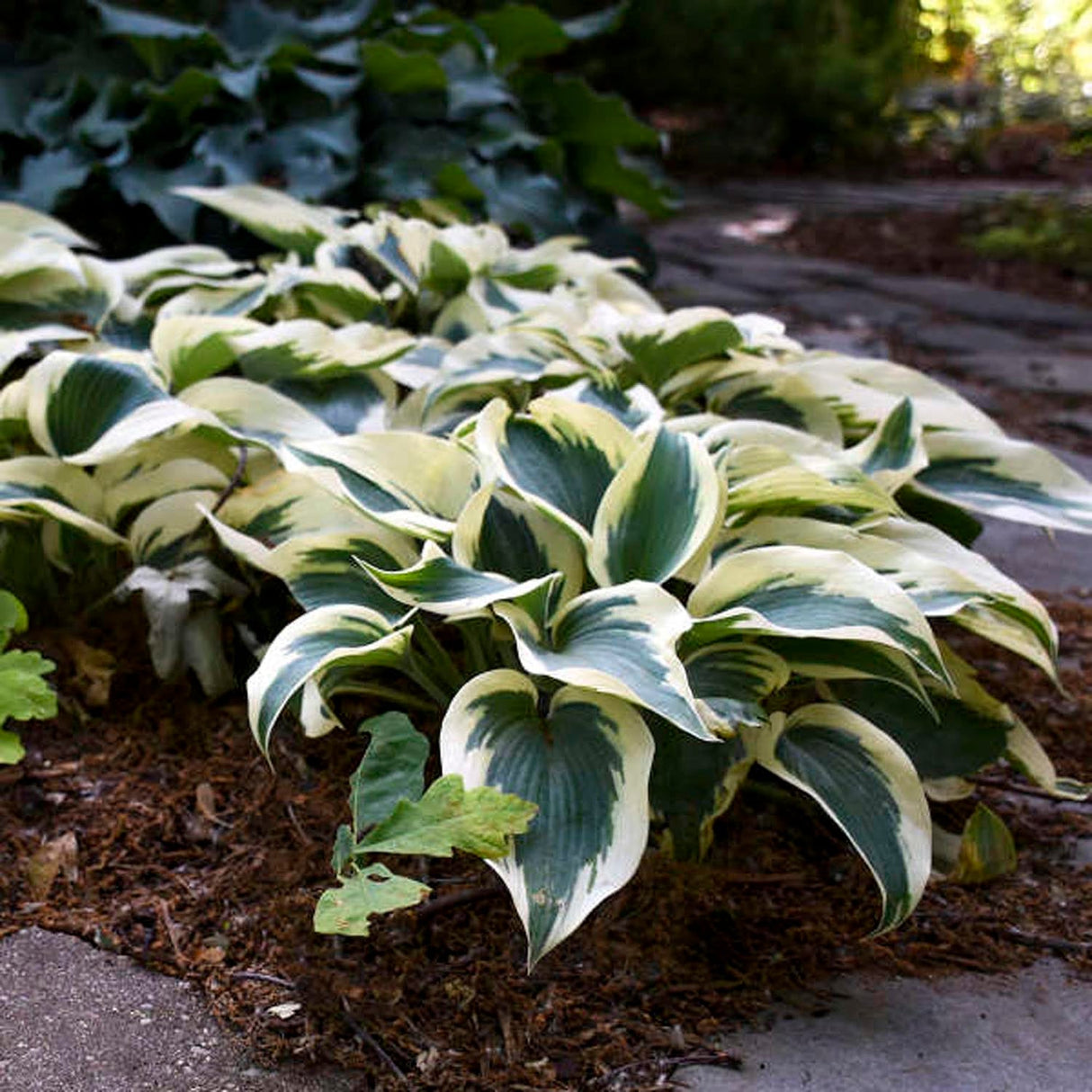 Crin de Toamna (Hosta) Blue Ivory, cu frunzis albastru si margini cremoase