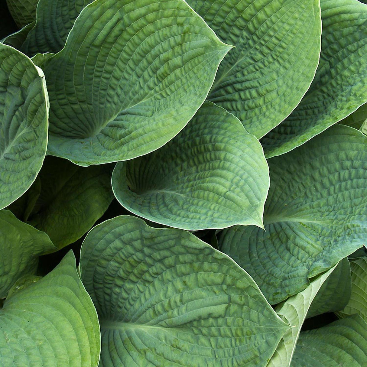 Crin de Toamna (Hosta) Elegans, cu frunzis albastru-verzui