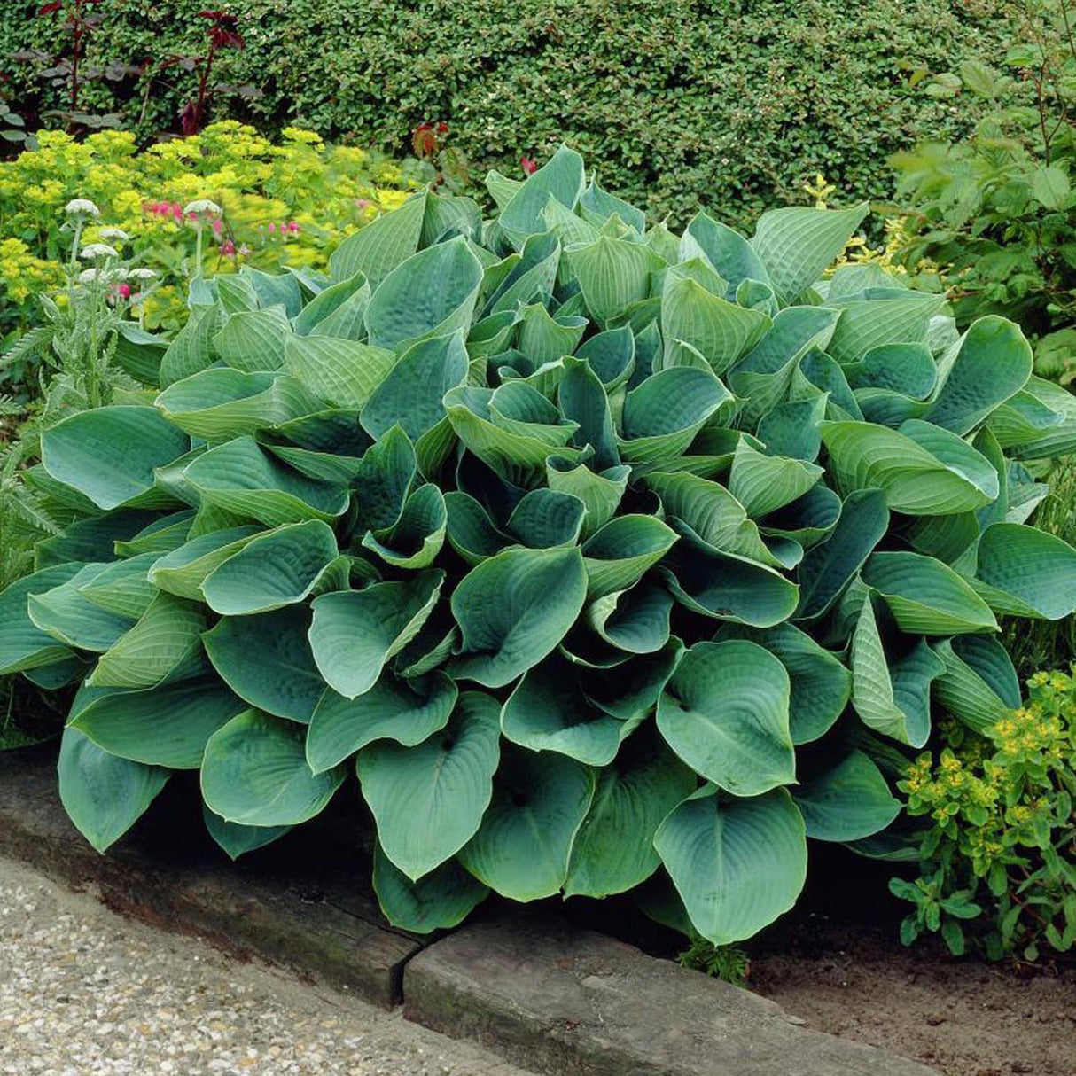 Crin de Toamna (Hosta) Elegans, cu frunzis albastru-verzui
