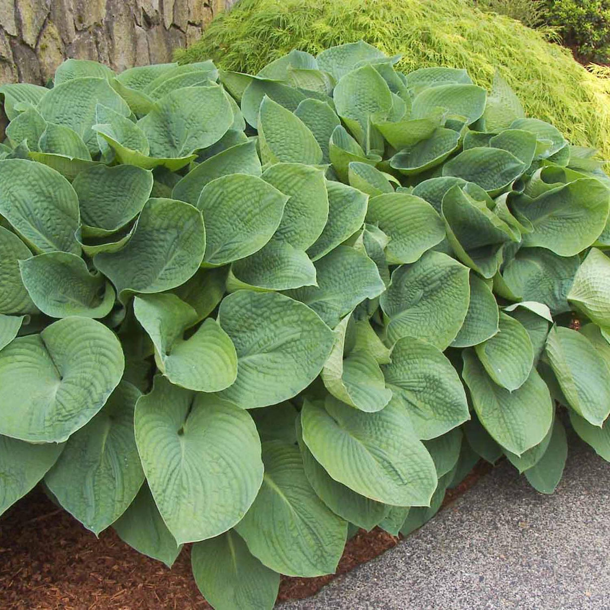 Crin de Toamna (Hosta) Elegans, cu frunzis albastru-verzui