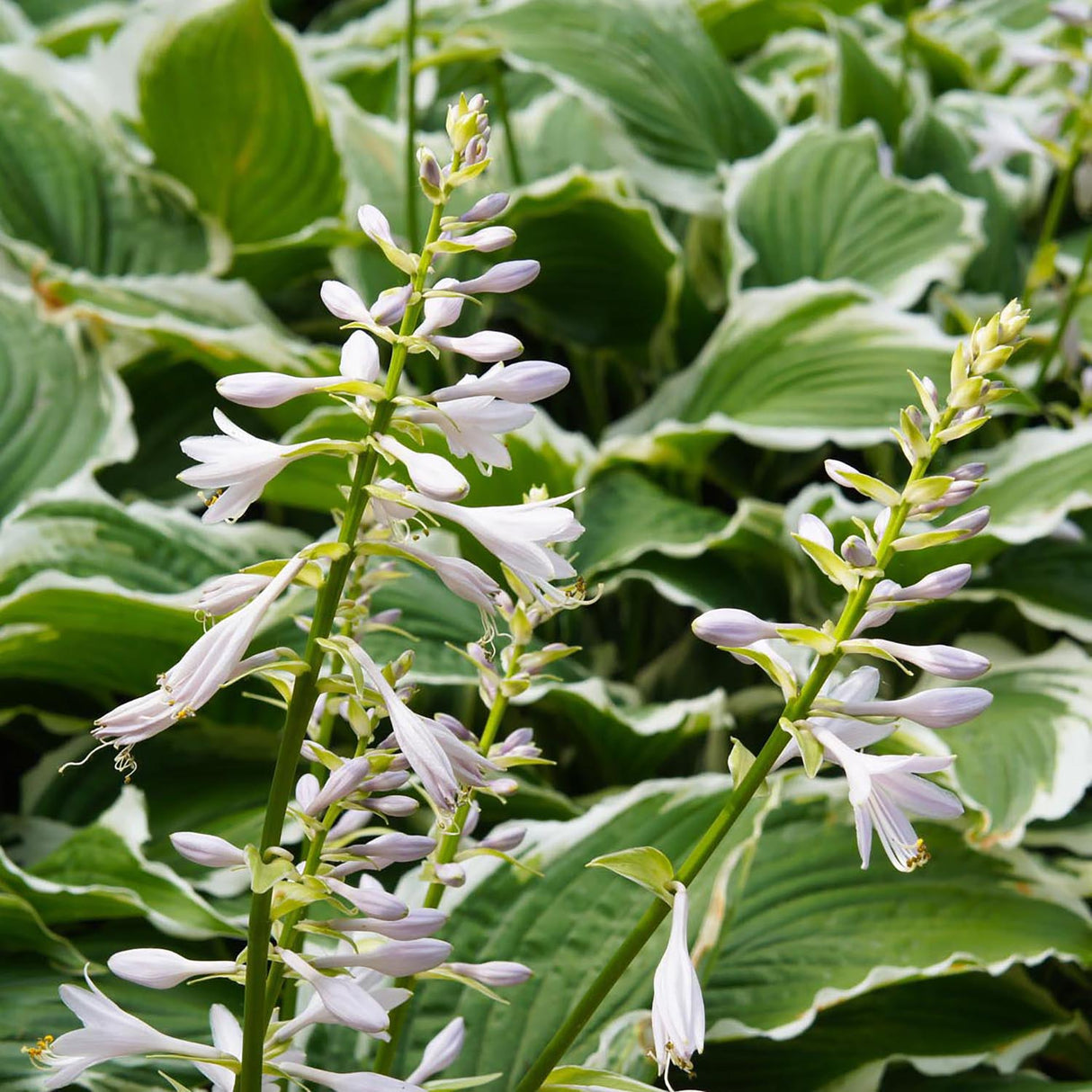 Crin de Toamna (Hosta) Francee