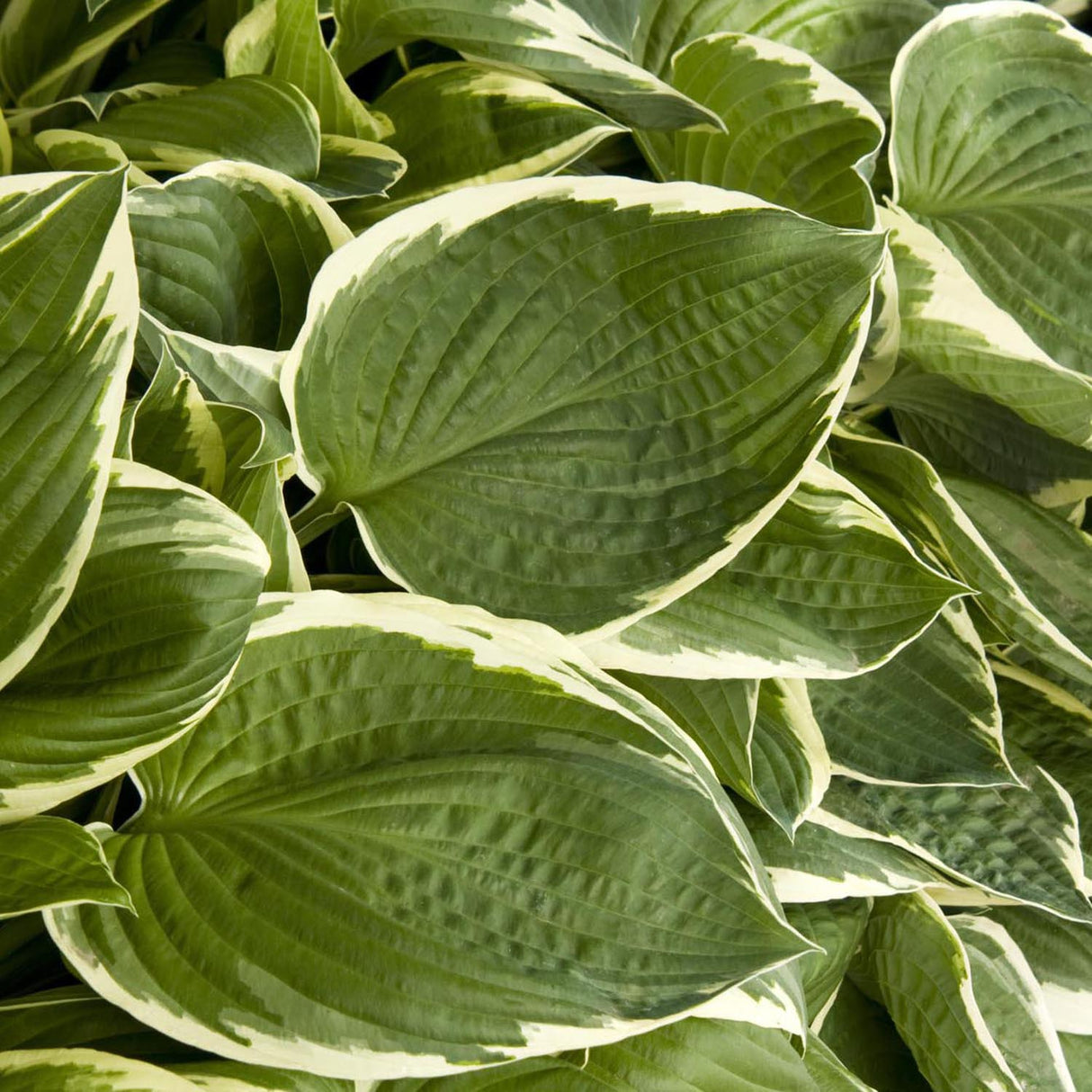 Crin de Toamna (Hosta) Francee
