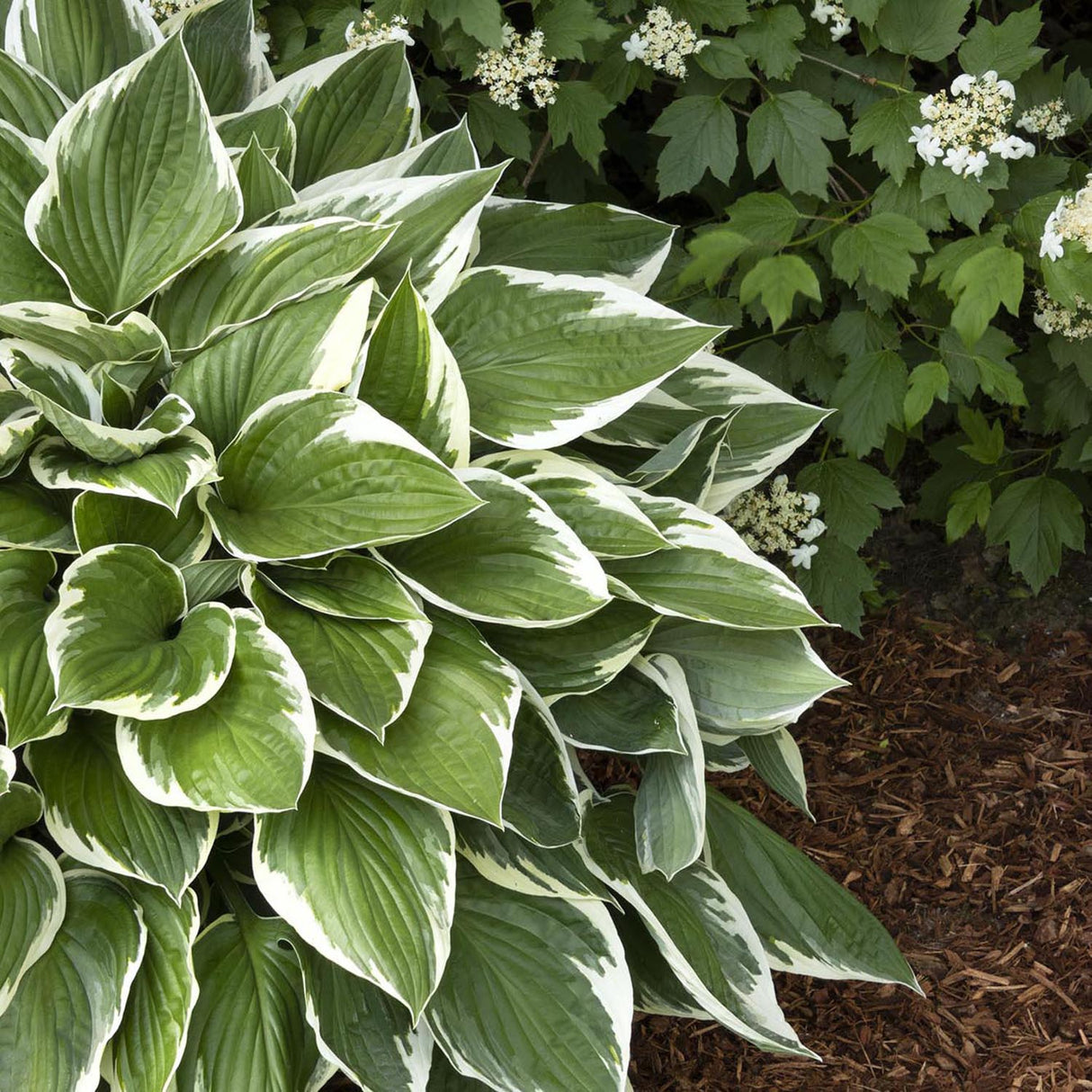 Crin de Toamna (Hosta) Francee