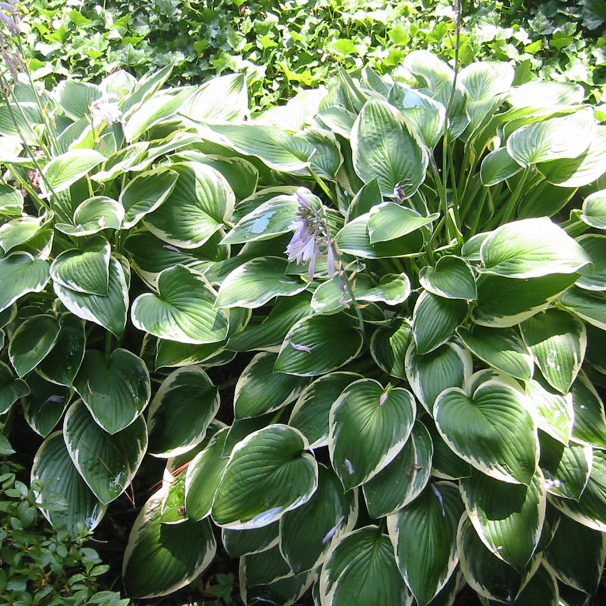 Crin de Toamna (Hosta) Francee