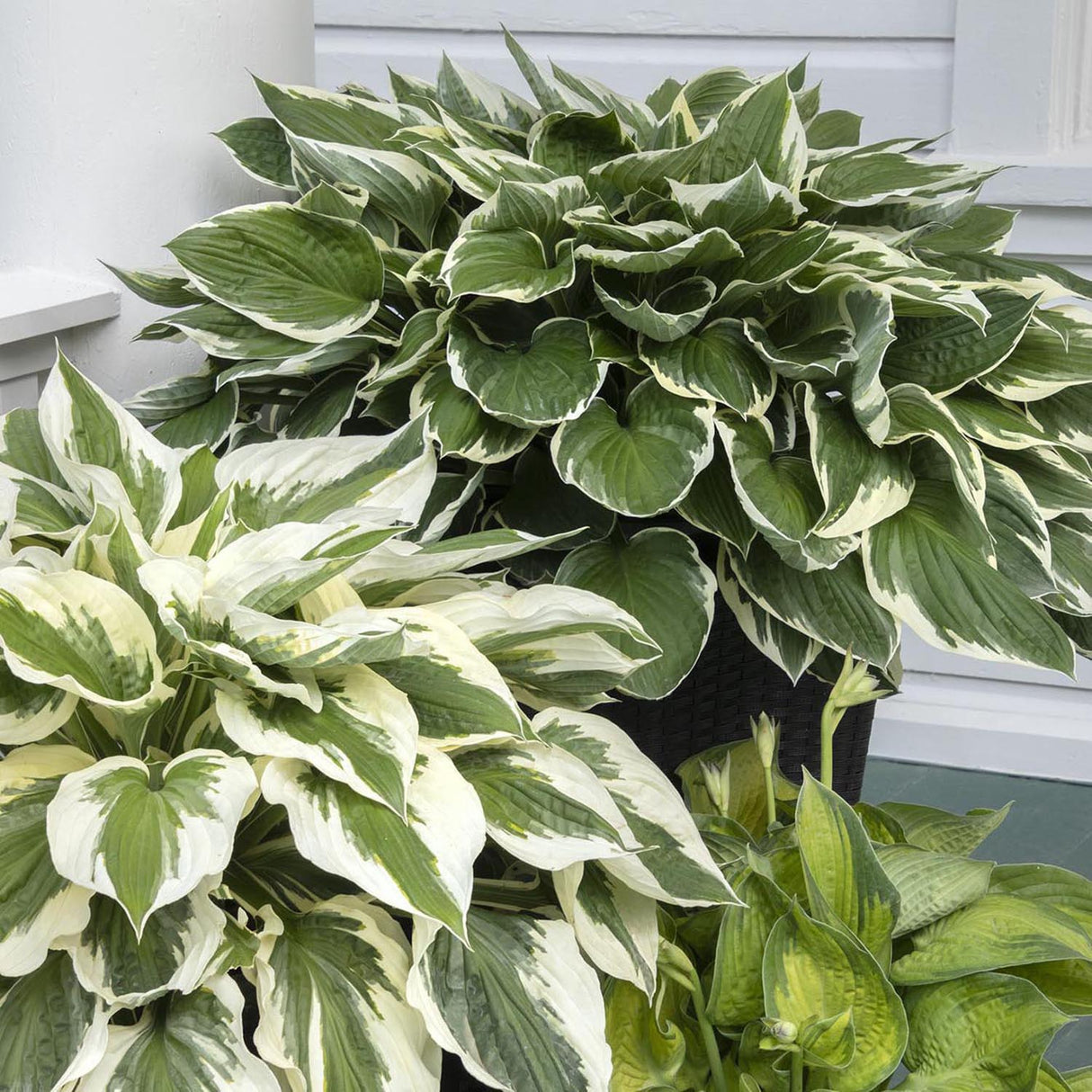 Crin de Toamna (Hosta) Francee