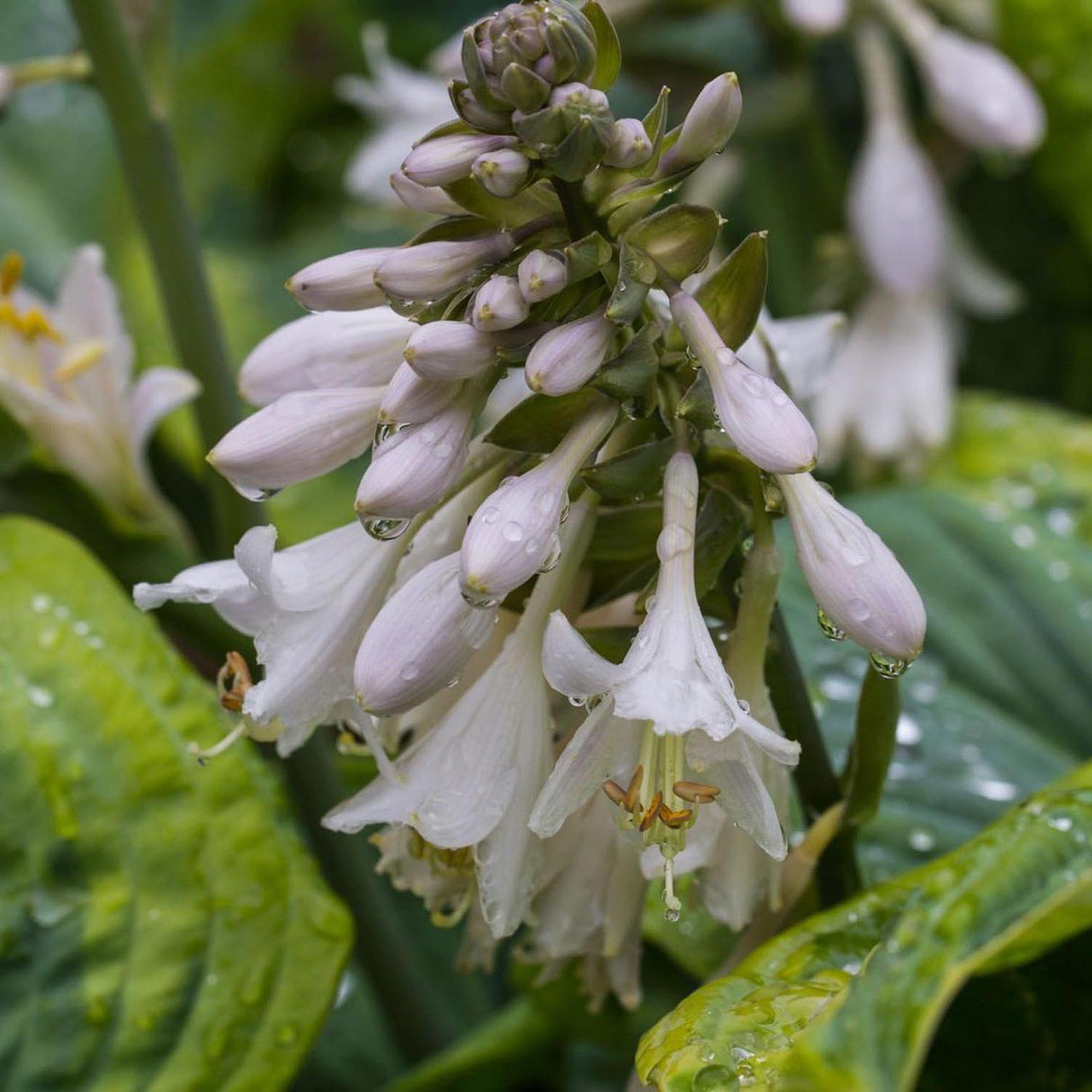Crin de Toamna (Hosta) Frances Williams, cu frunzis albastru-verzui si margini galben-crem