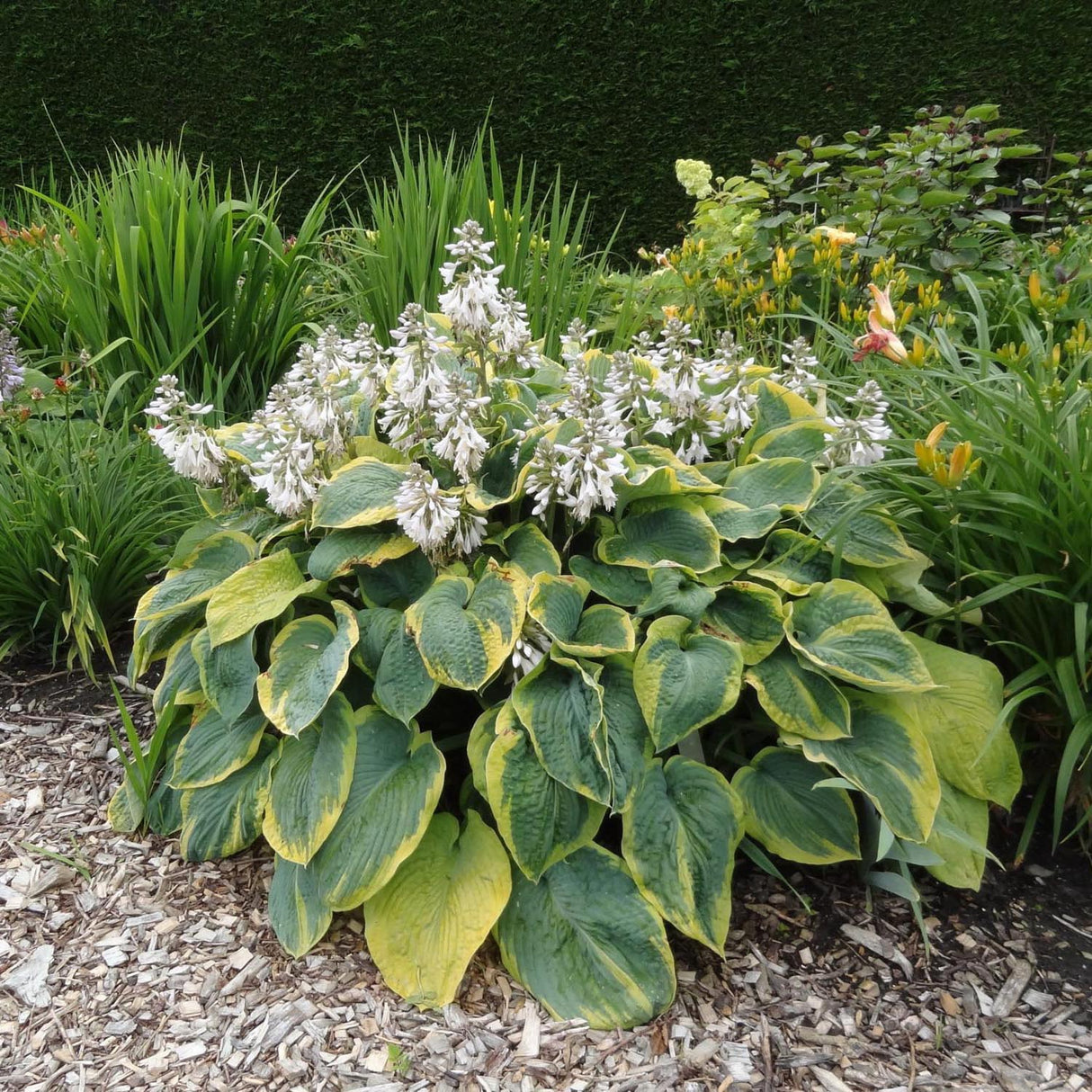 Crin de Toamna (Hosta) Frances Williams, cu frunzis albastru-verzui si margini galben-crem