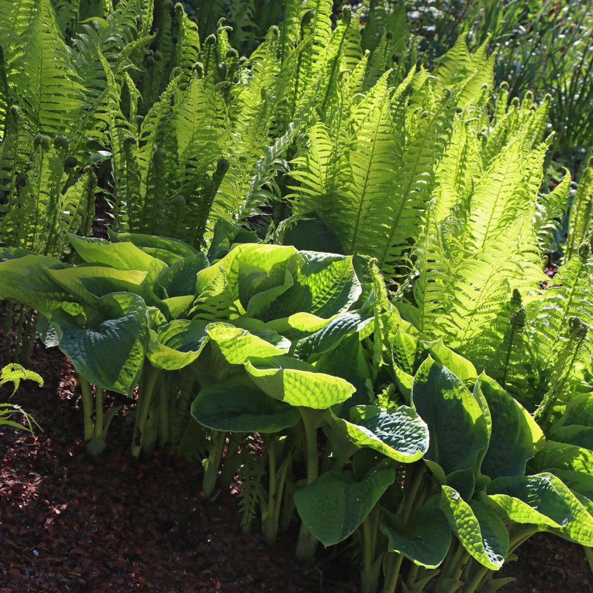 Crin de Toamna (Hosta) Frances Williams, cu frunzis albastru-verzui si margini galben-crem