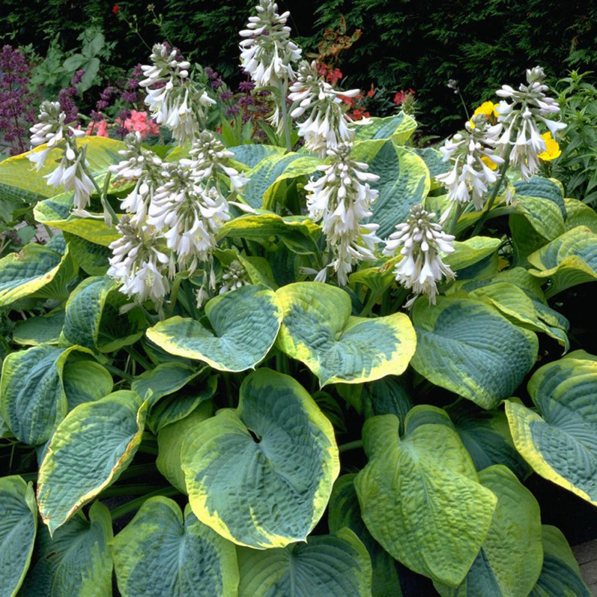 Crin de Toamna (Hosta) Frances Williams, cu frunzis albastru-verzui si margini galben-crem