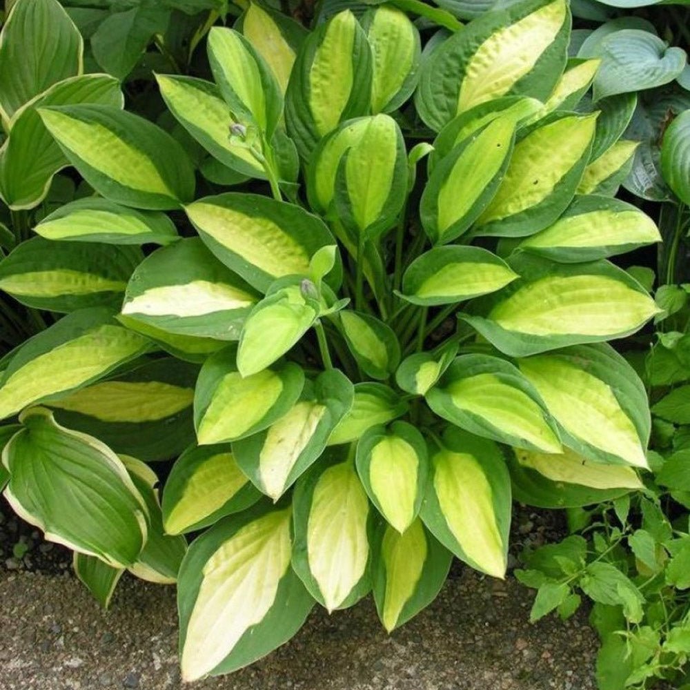 Crin de Toamna (Hosta) Gipsy Rose, frunzis verde cu centru galben si margini verzi