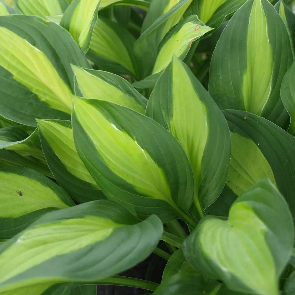 Crin de Toamna (Hosta) Gipsy Rose, frunzis verde cu centru galben si margini verzi