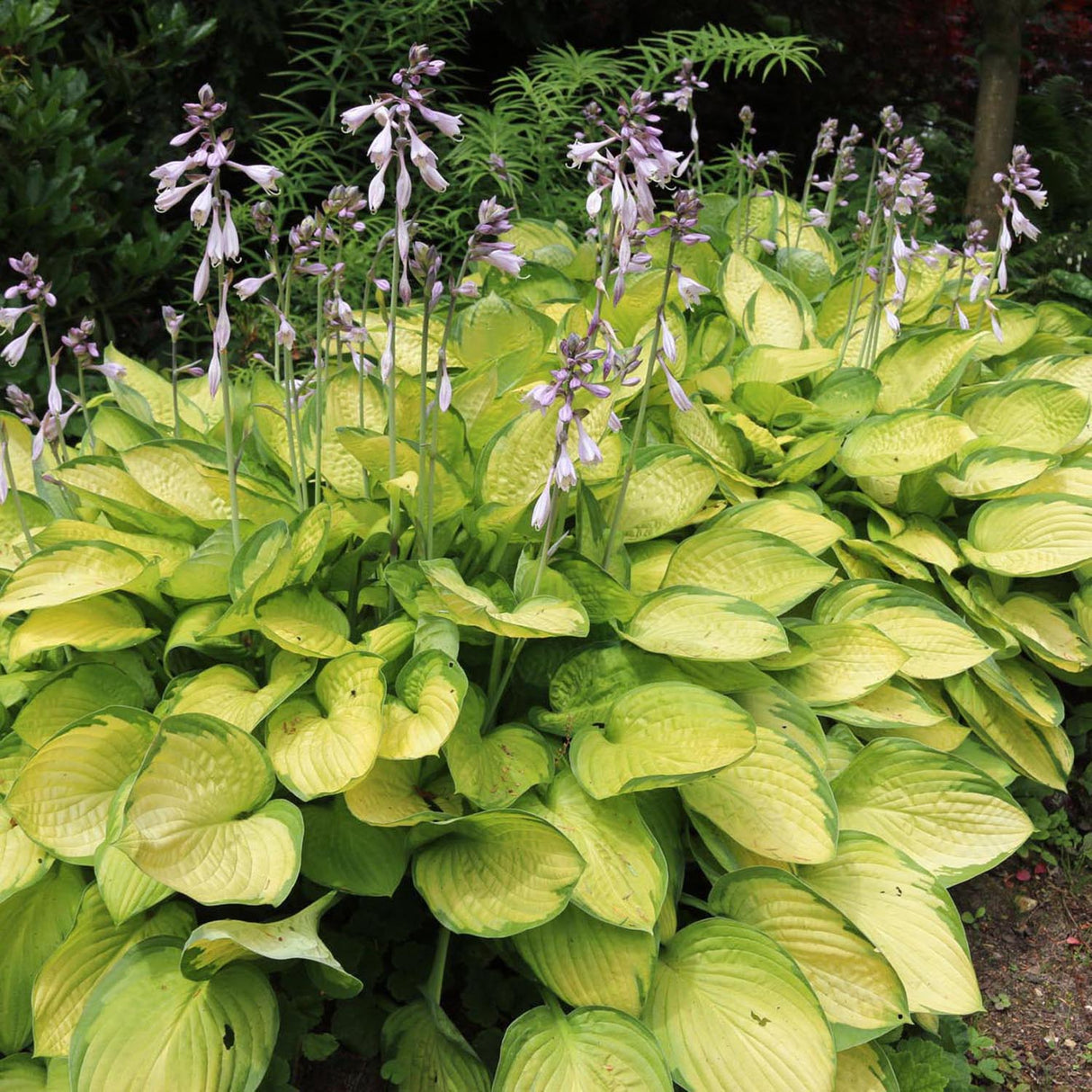 Crin de Toamna (Hosta) Gold Standard, cu frunzis galben-auriu si margini verzi