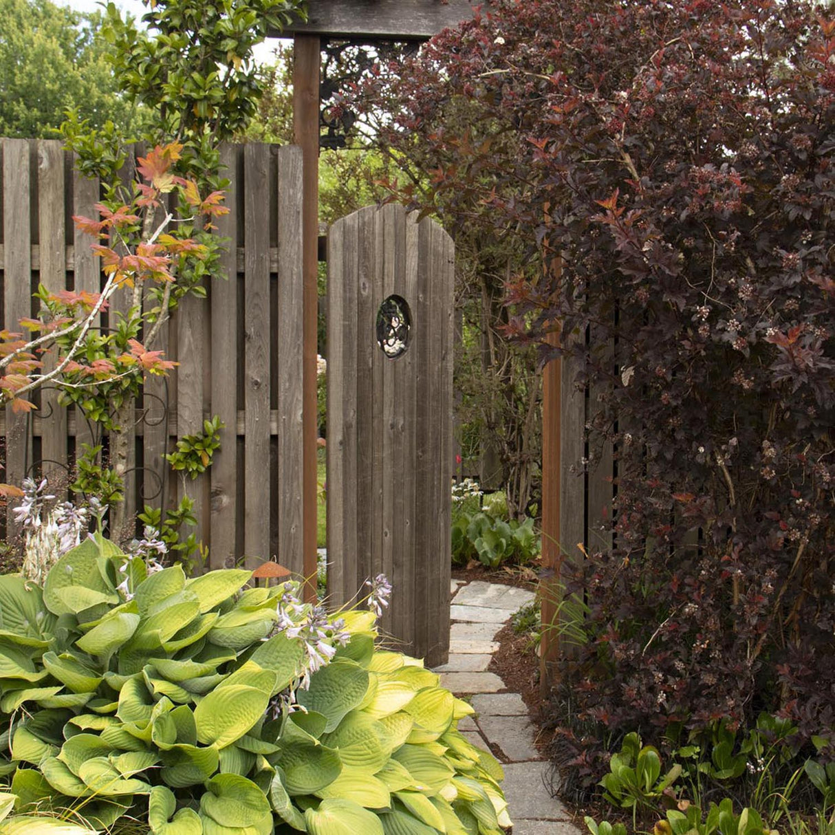 Crin de Toamna (Hosta) Gold Standard, cu frunzis galben-auriu si margini verzi