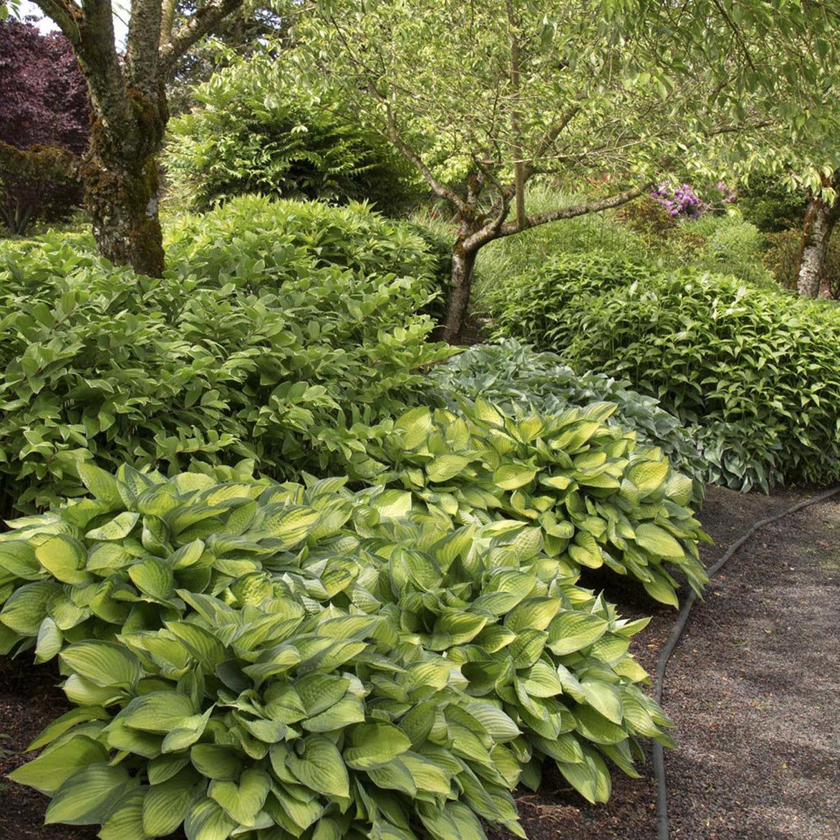 Crin de Toamna (Hosta) Gold Standard, cu frunzis galben-auriu si margini verzi