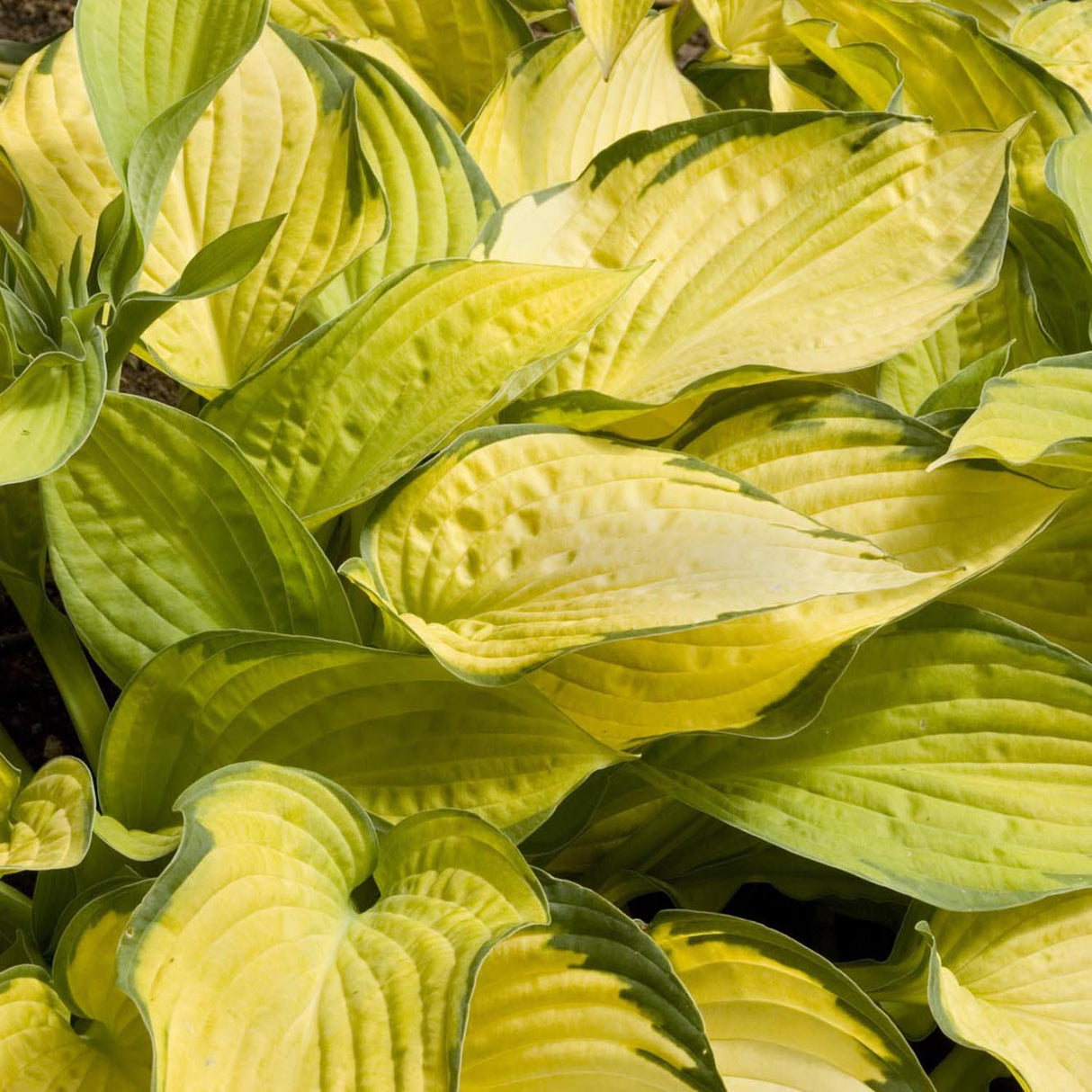 Crin de Toamna (Hosta) Gold Standard, cu frunzis galben-auriu si margini verzi