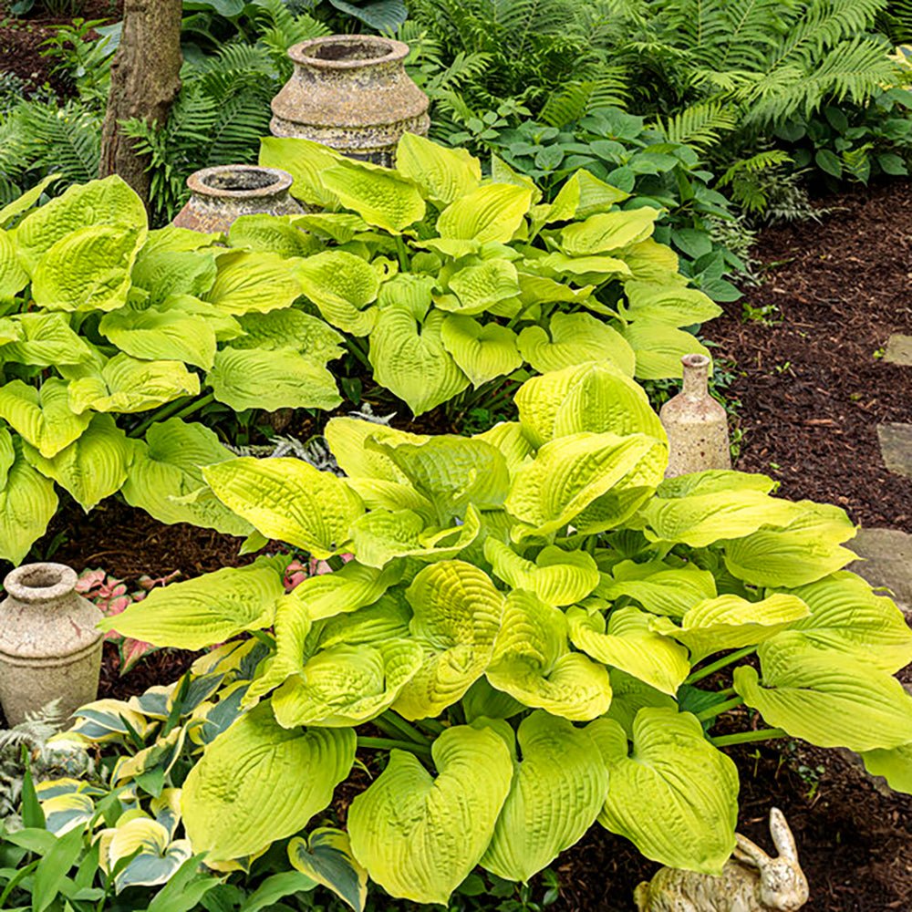 Crin de Toamna (Hosta Hybrid) Gold Standard, cu frunzis auriu