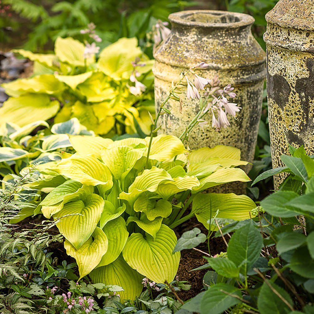 Crin de Toamna (Hosta Hybrid) Gold Standard, cu frunzis auriu