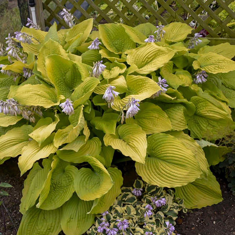 Crin de Toamna (Hosta Hybrid) Gold Standard, cu frunzis auriu