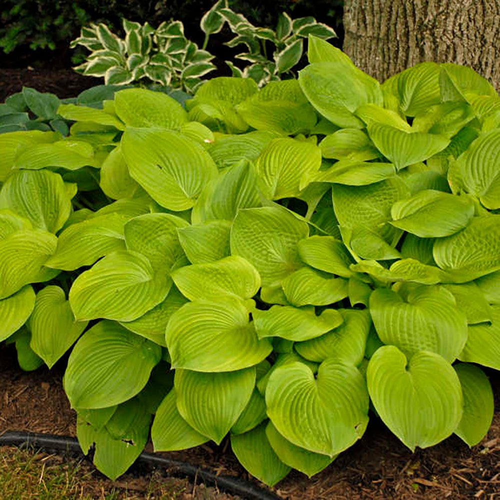 Crin de Toamna (Hosta Hybrid) Gold Standard, cu frunzis auriu