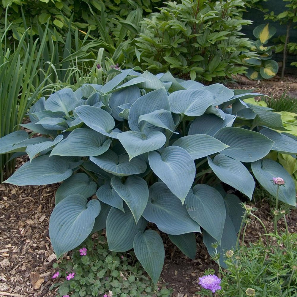 Crin de Toamna (Hosta Hybrid) Halcyon, cu frunzis albastru-verzui