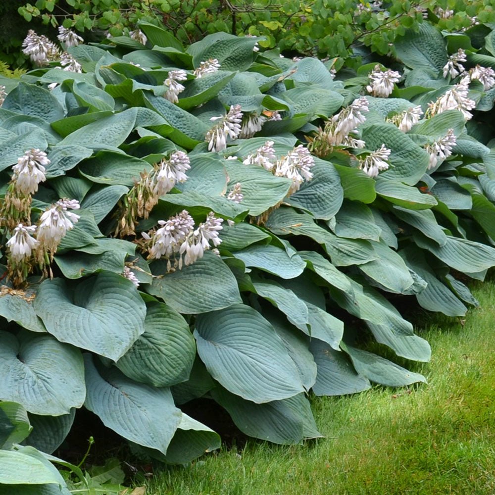 Crin de Toamna (Hosta Hybrid) Halcyon, cu frunzis albastru-verzui