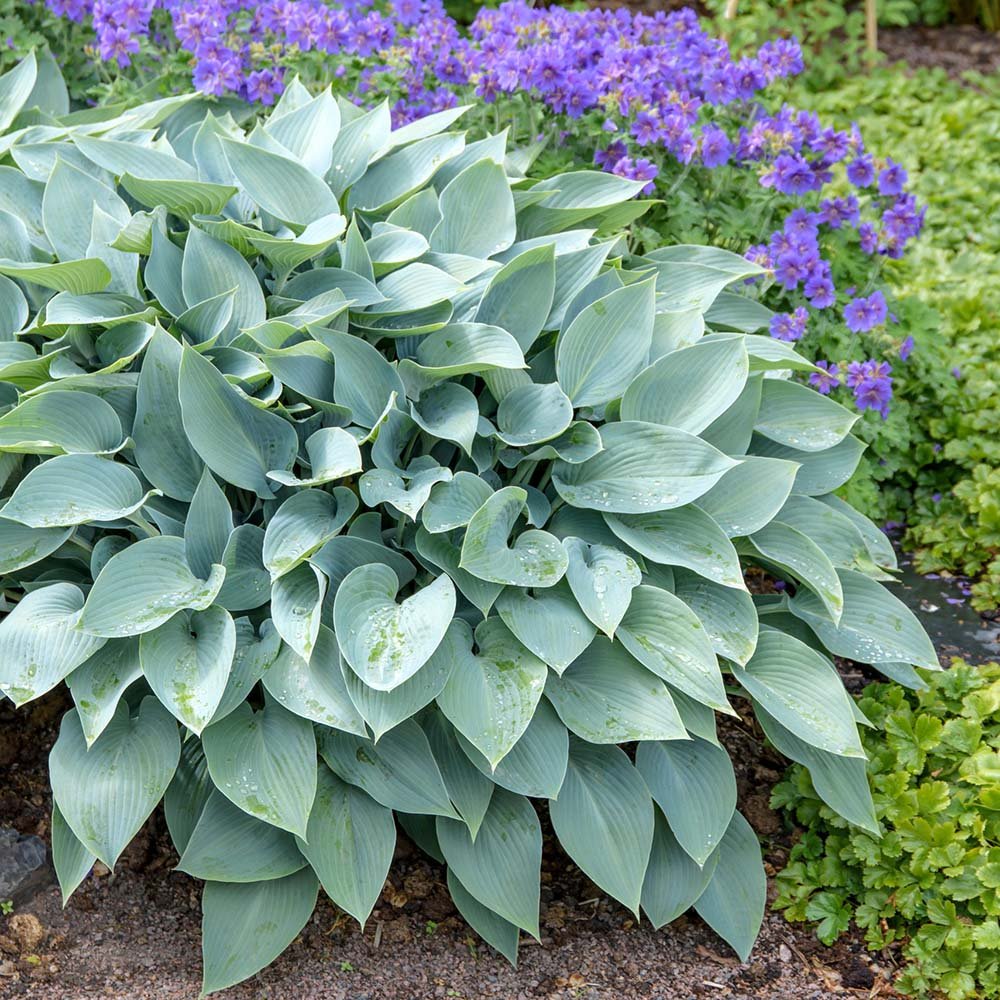 Crin de Toamna (Hosta Hybrid) Halcyon, cu frunzis albastru-verzui