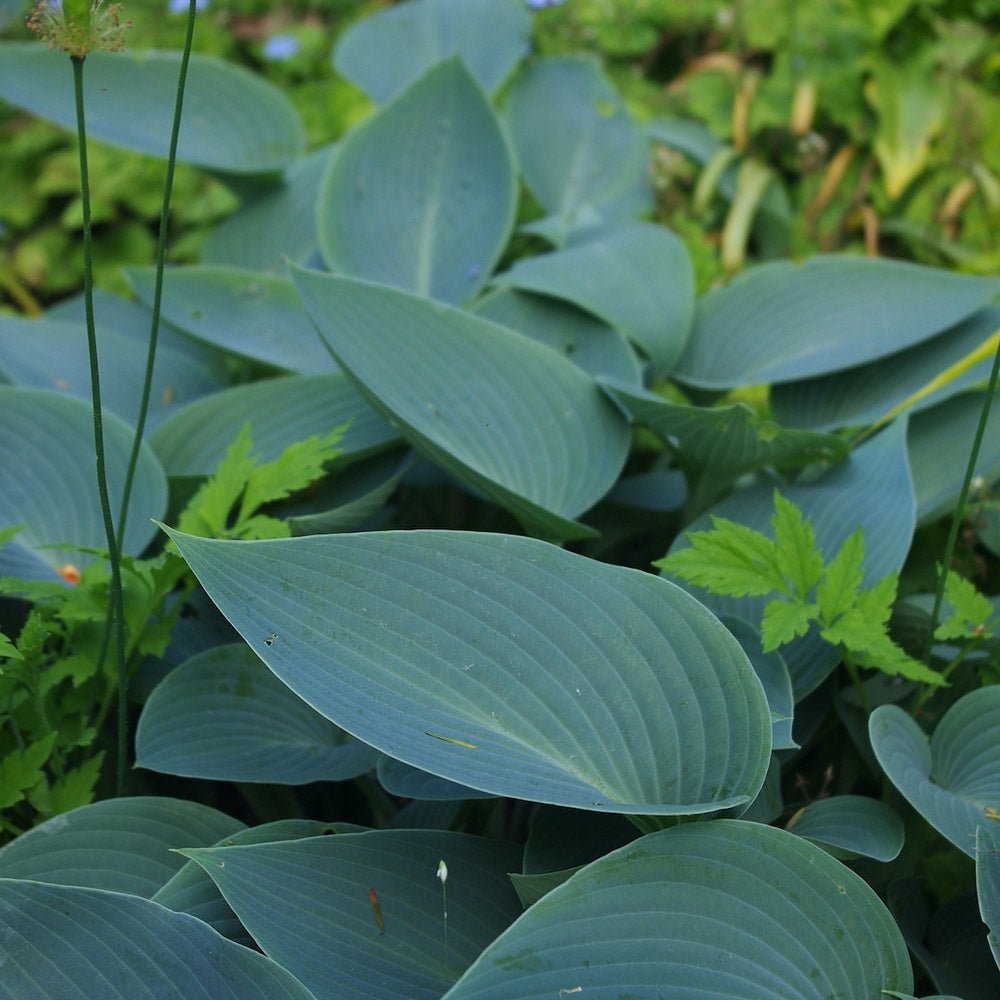 Crin de Toamna (Hosta Hybrid) Halcyon, cu frunzis albastru-verzui