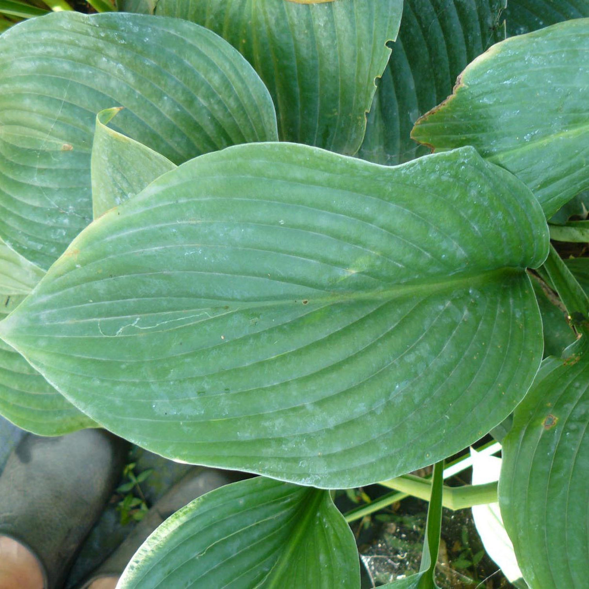 Crin de Toamna (Hosta) Krossa Regal, cu frunzis albastrui regal