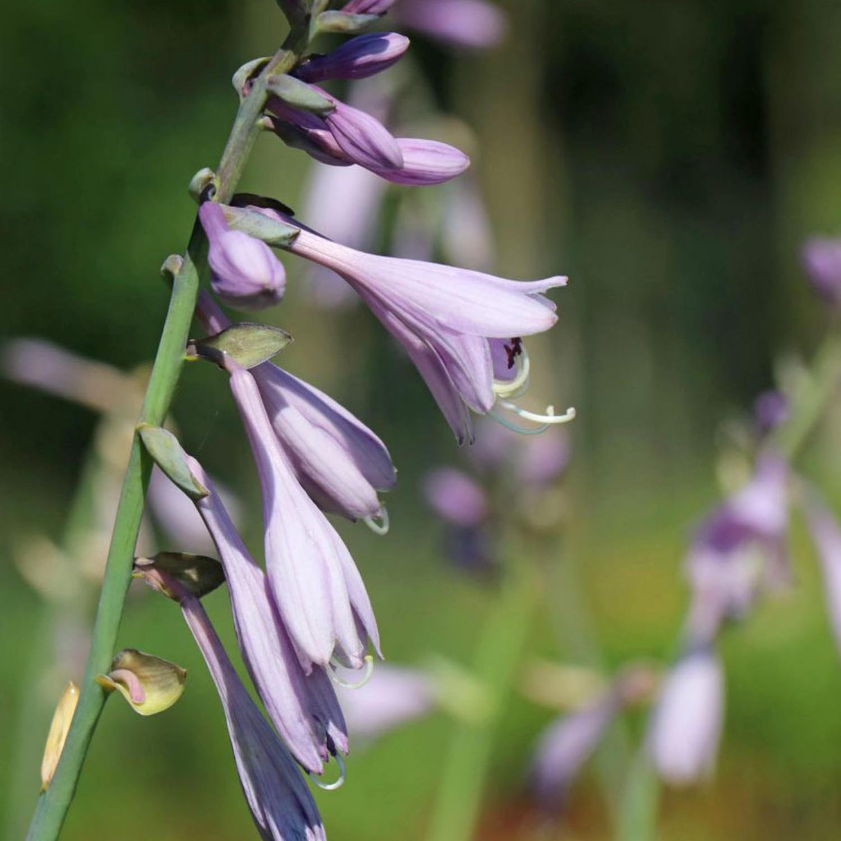 Crin de Toamna (Hosta) Krossa Regal, cu frunzis albastrui regal