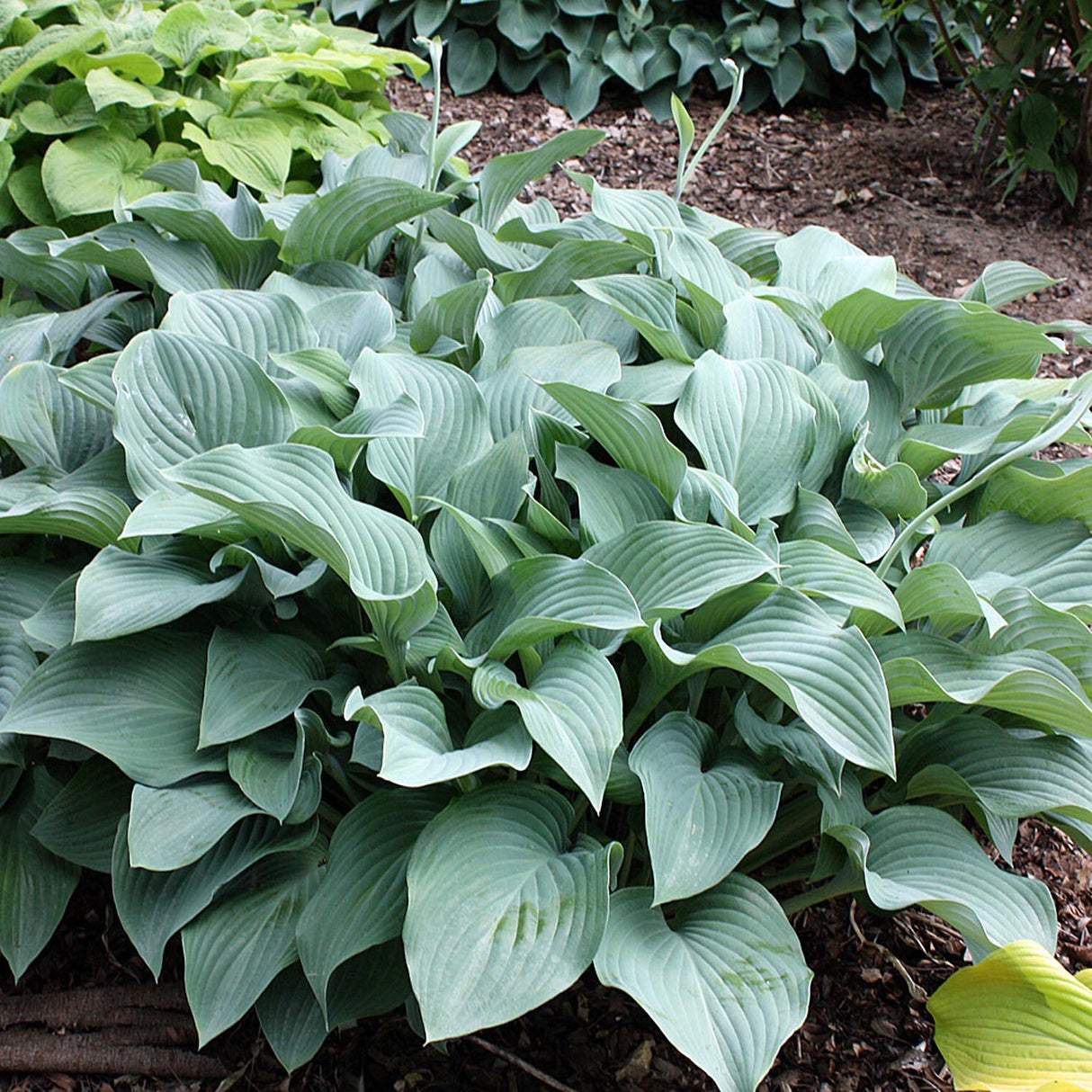Crin de Toamna (Hosta) Krossa Regal, cu frunzis albastrui regal