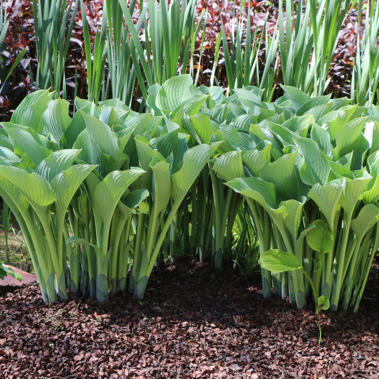 Crin de Toamna (Hosta) Krossa Regal, cu frunzis albastrui regal