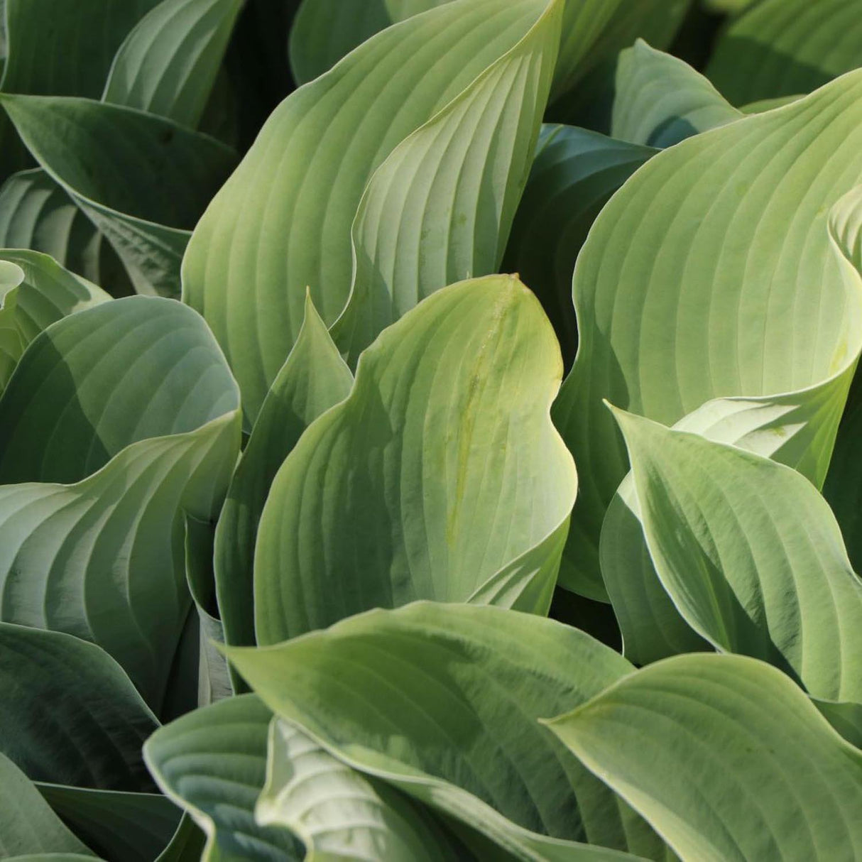 Crin de Toamna (Hosta) Krossa Regal, cu frunzis albastrui regal