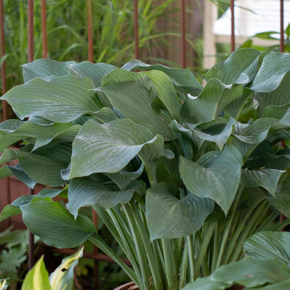 Crin de Toamna (Hosta) Krossa Regal, cu frunzis albastrui regal