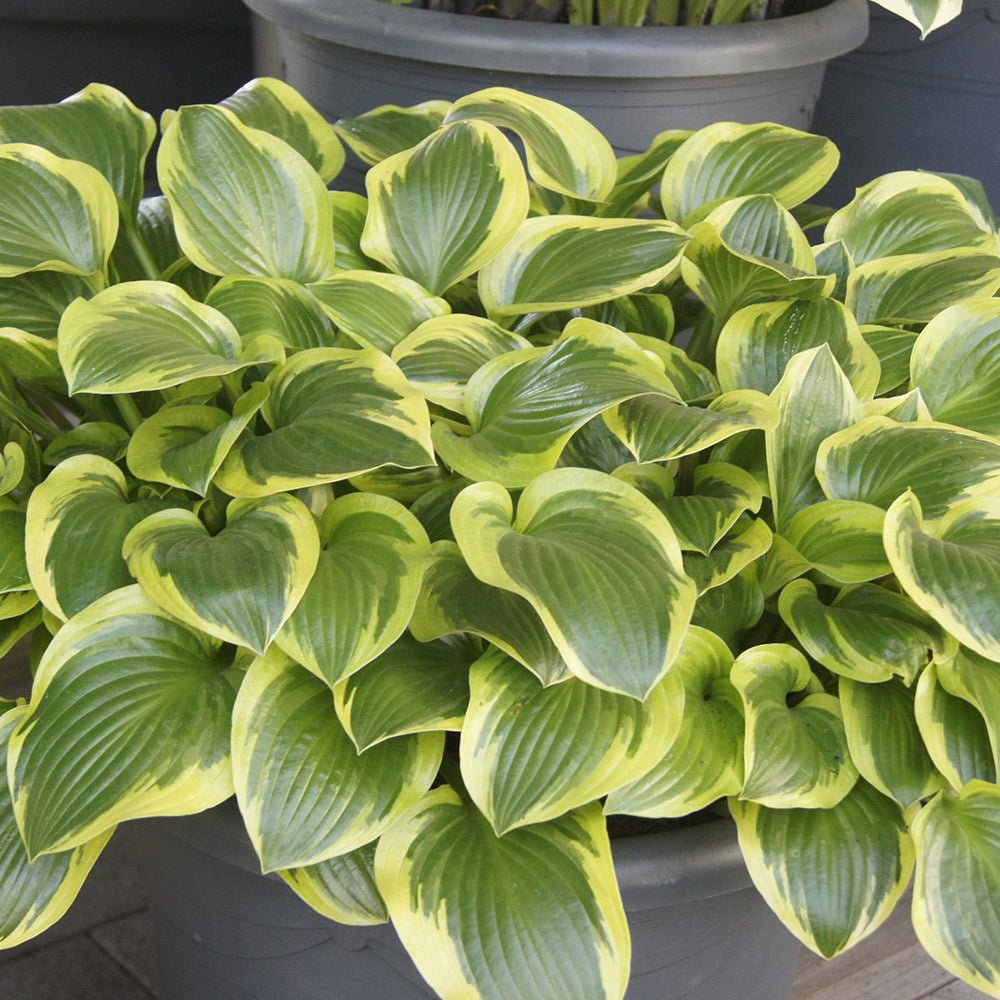 Crin de Toamna (Hosta) Queen Josephine, cu frunzis verde si margini aurii