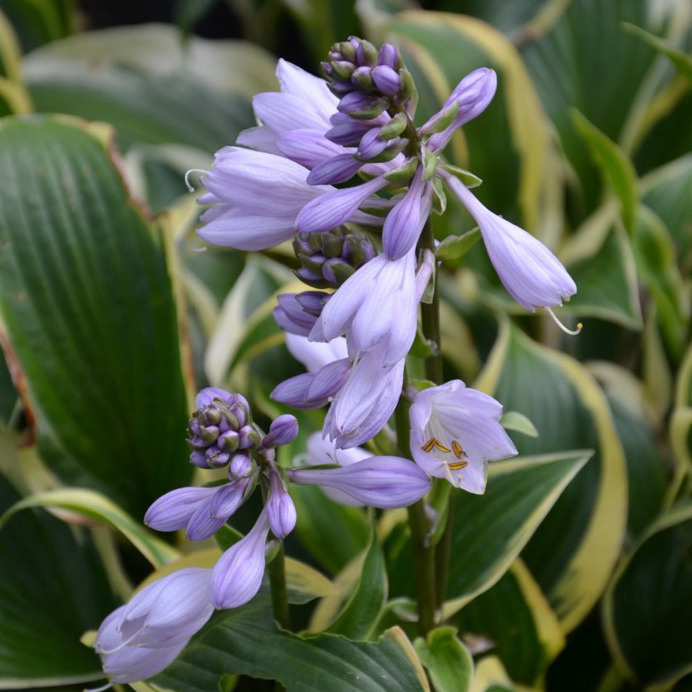 Crin de Toamna (Hosta) Queen Josephine, cu frunzis verde si margini aurii