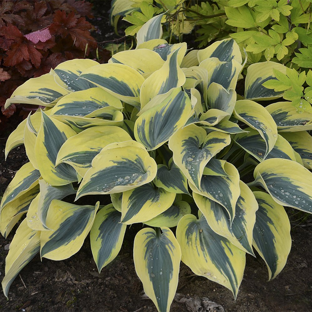 Crin de Toamna (Hosta) Shadowland Autumn Frost, cu frunzis albastru si margini galbene