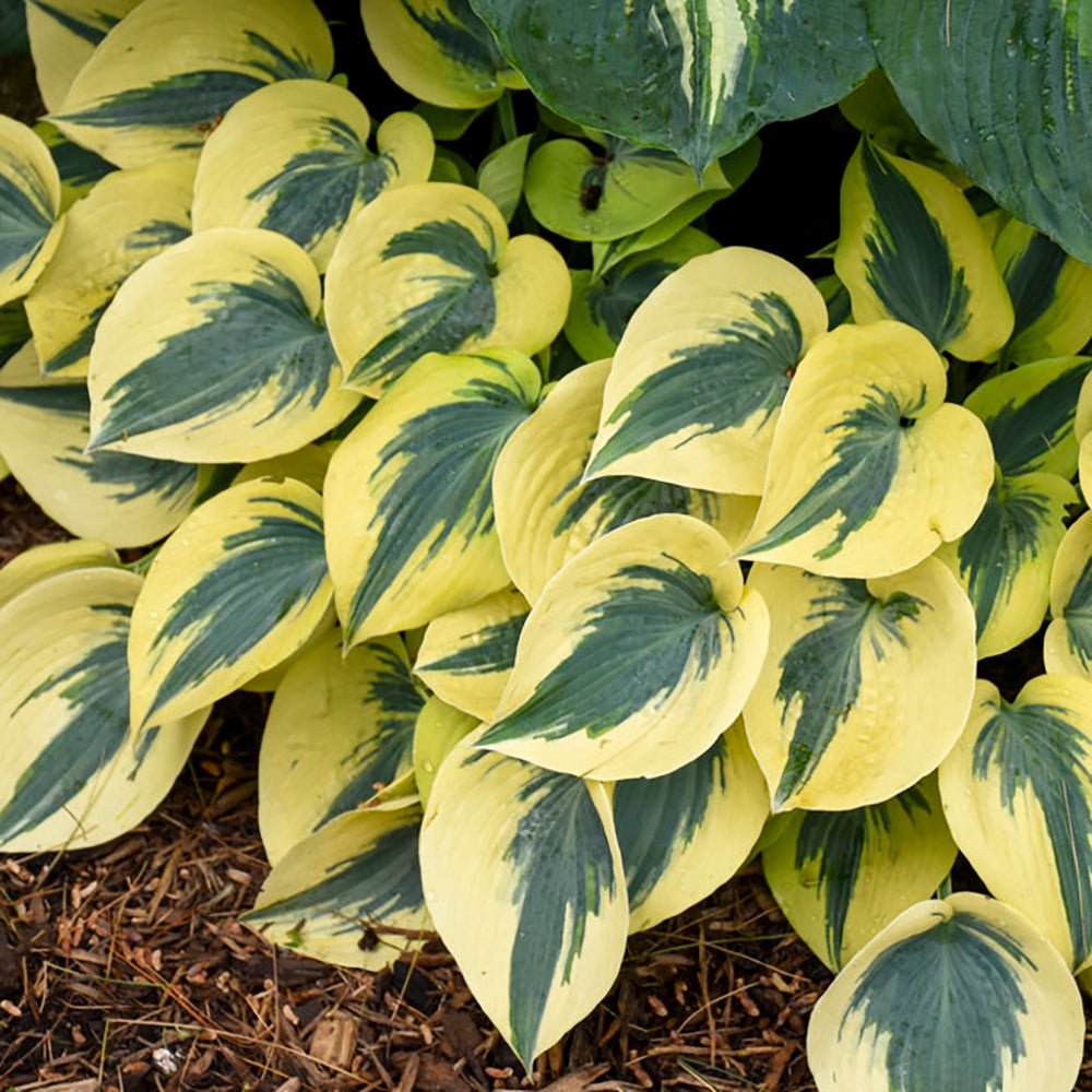 Crin de Toamna (Hosta) Shadowland Autumn Frost, cu frunzis albastru si margini galbene