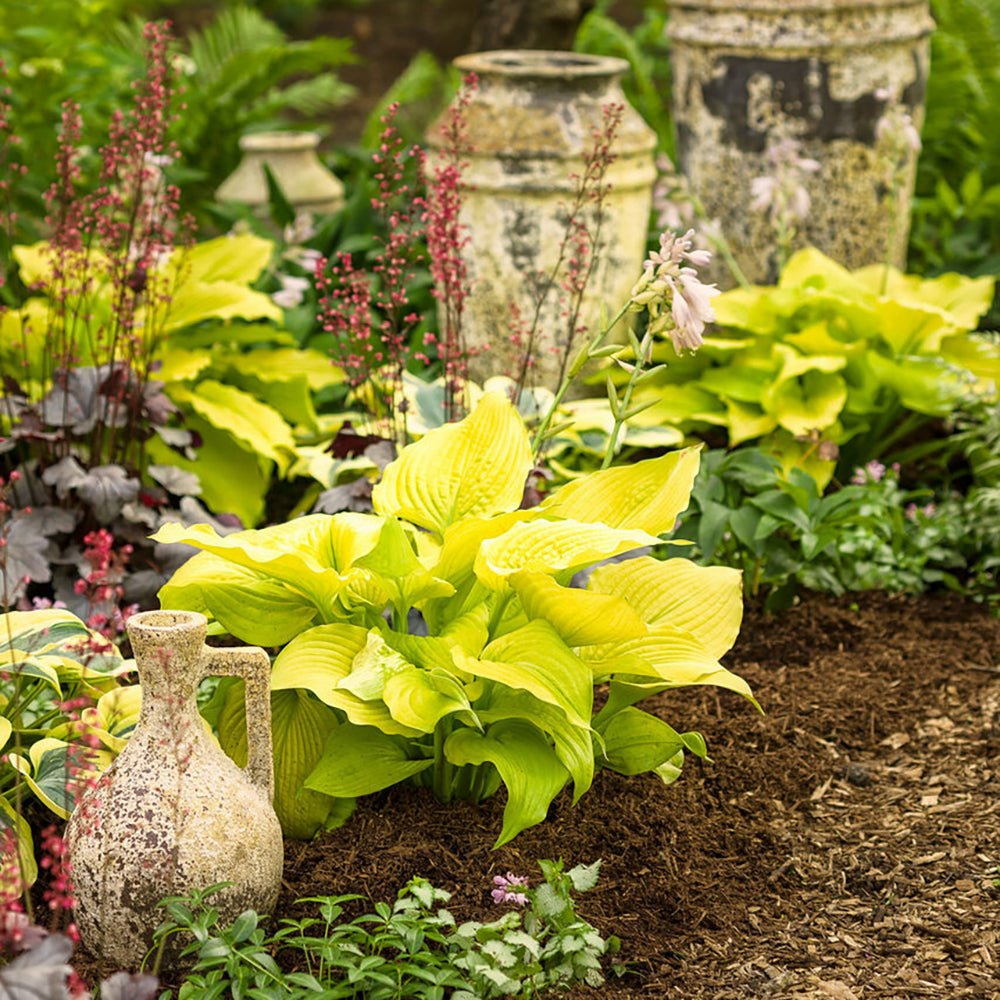 Crin de Toamna (Hosta) Shadowland Coast To Coast, cu frunzis galben-auriu