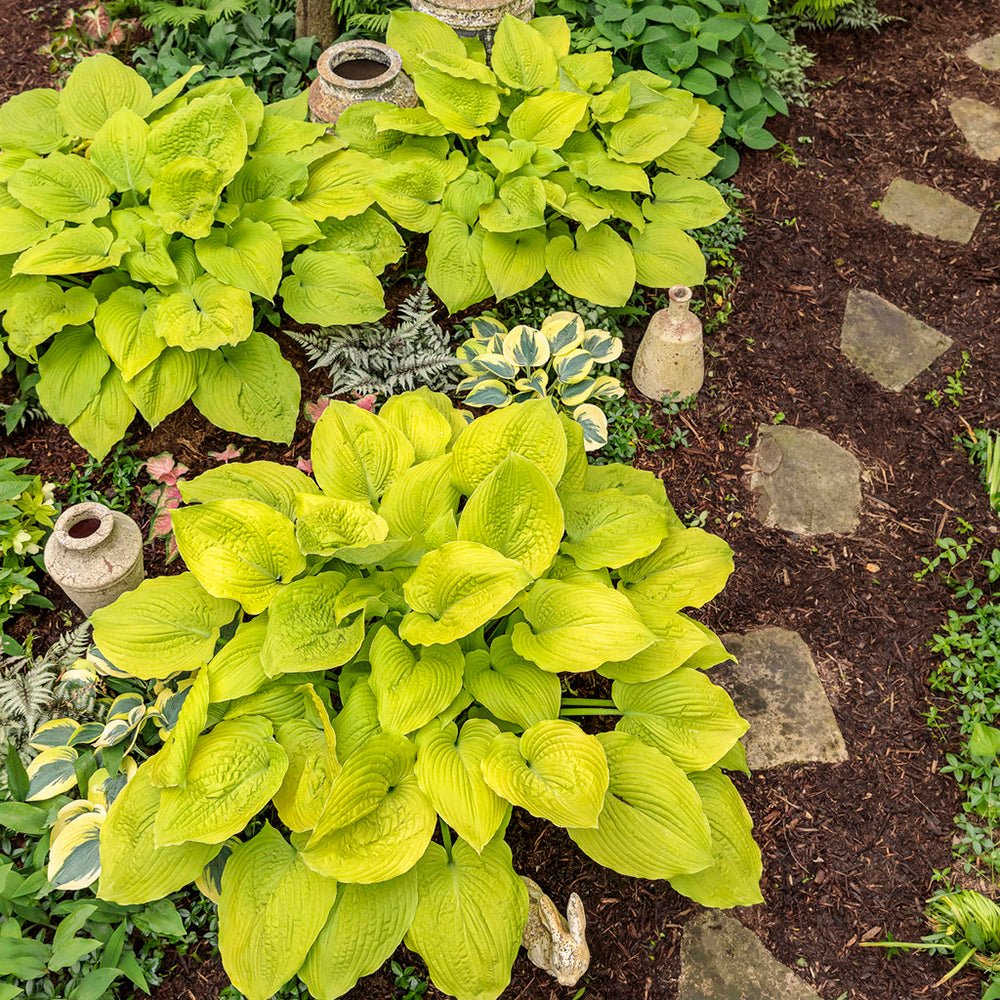 Crin de Toamna (Hosta) Shadowland Coast To Coast, cu frunzis galben-auriu