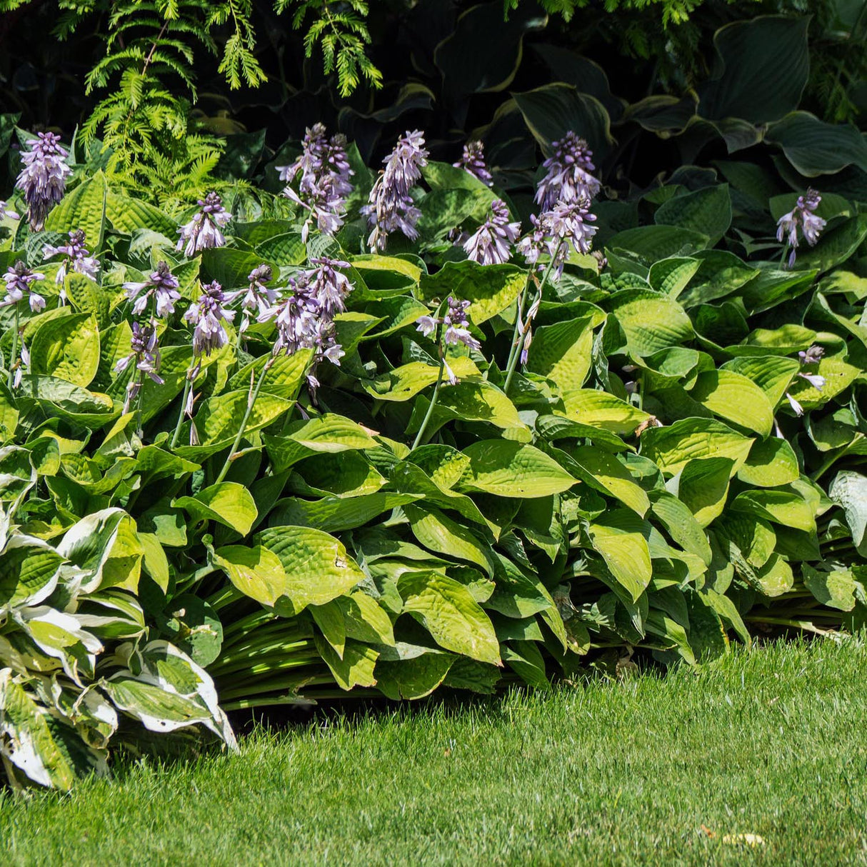 Crin de Toamna (Hosta) Sum And Substance