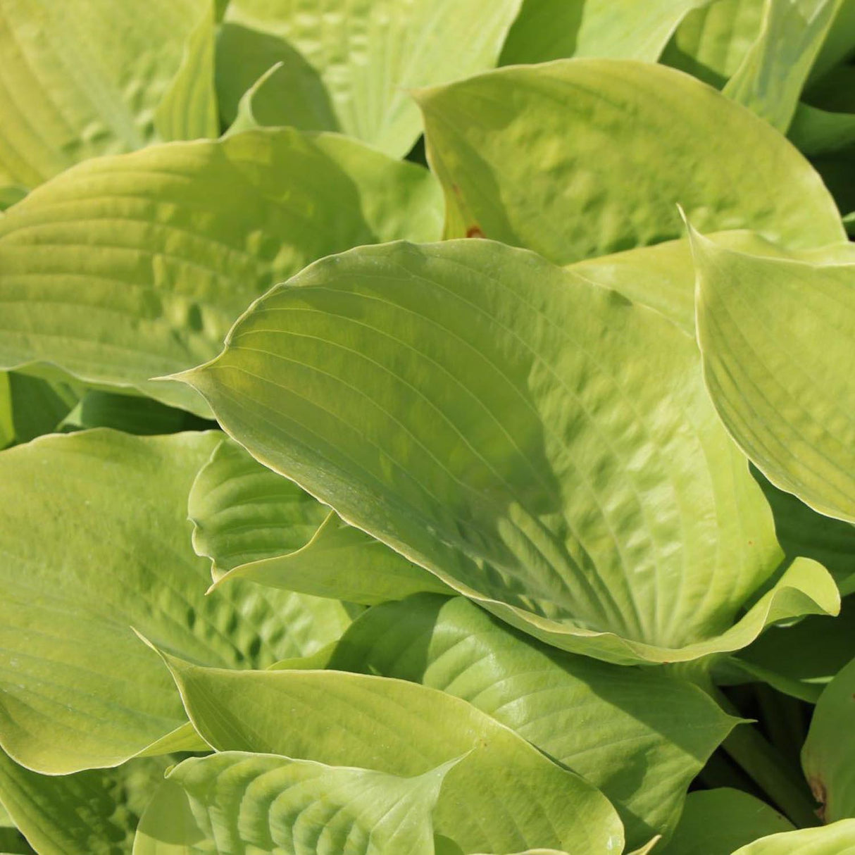 Crin de Toamna (Hosta) Sum And Substance