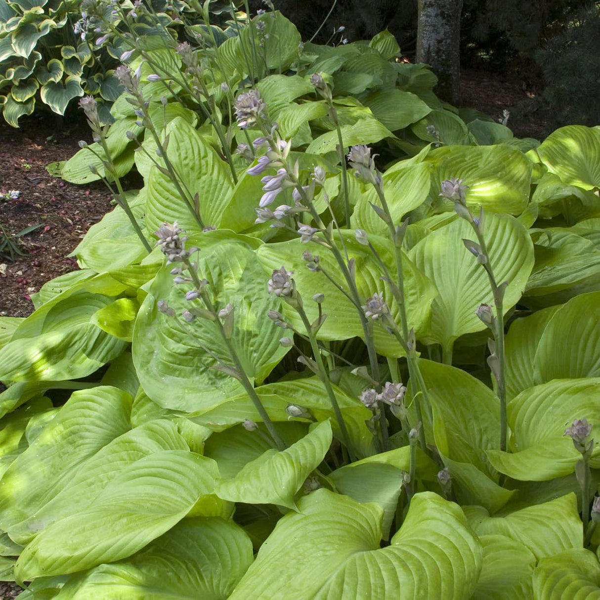 Crin de Toamna (Hosta) Sum And Substance
