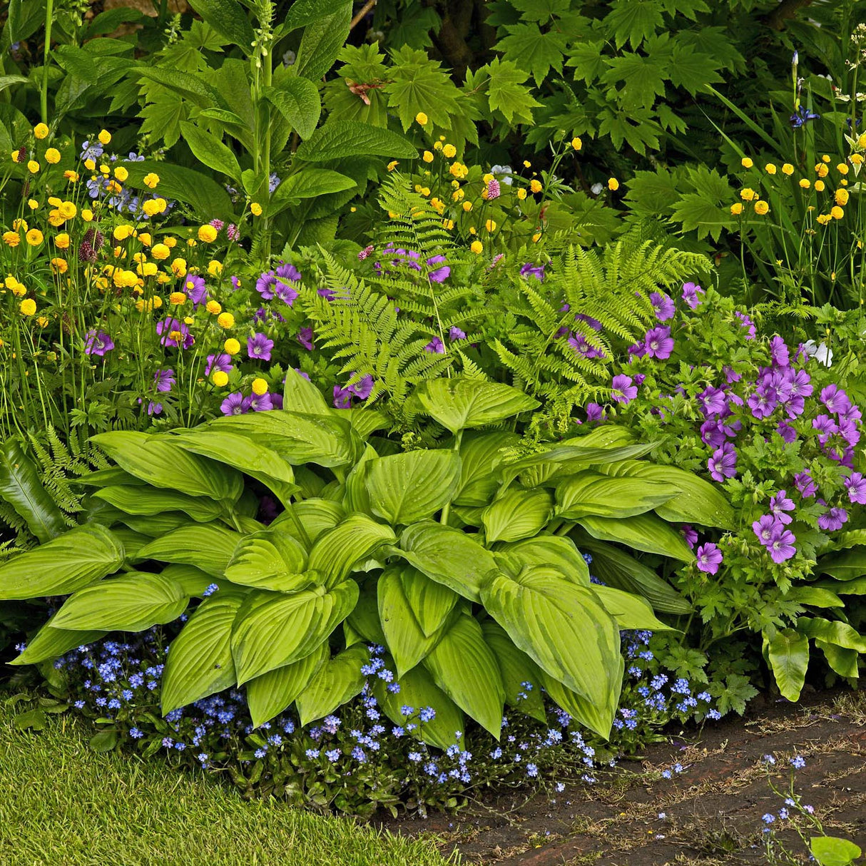 Crin de Toamna (Hosta) Sum And Substance