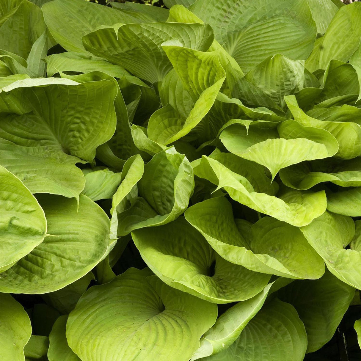 Crin de Toamna (Hosta) Sum And Substance