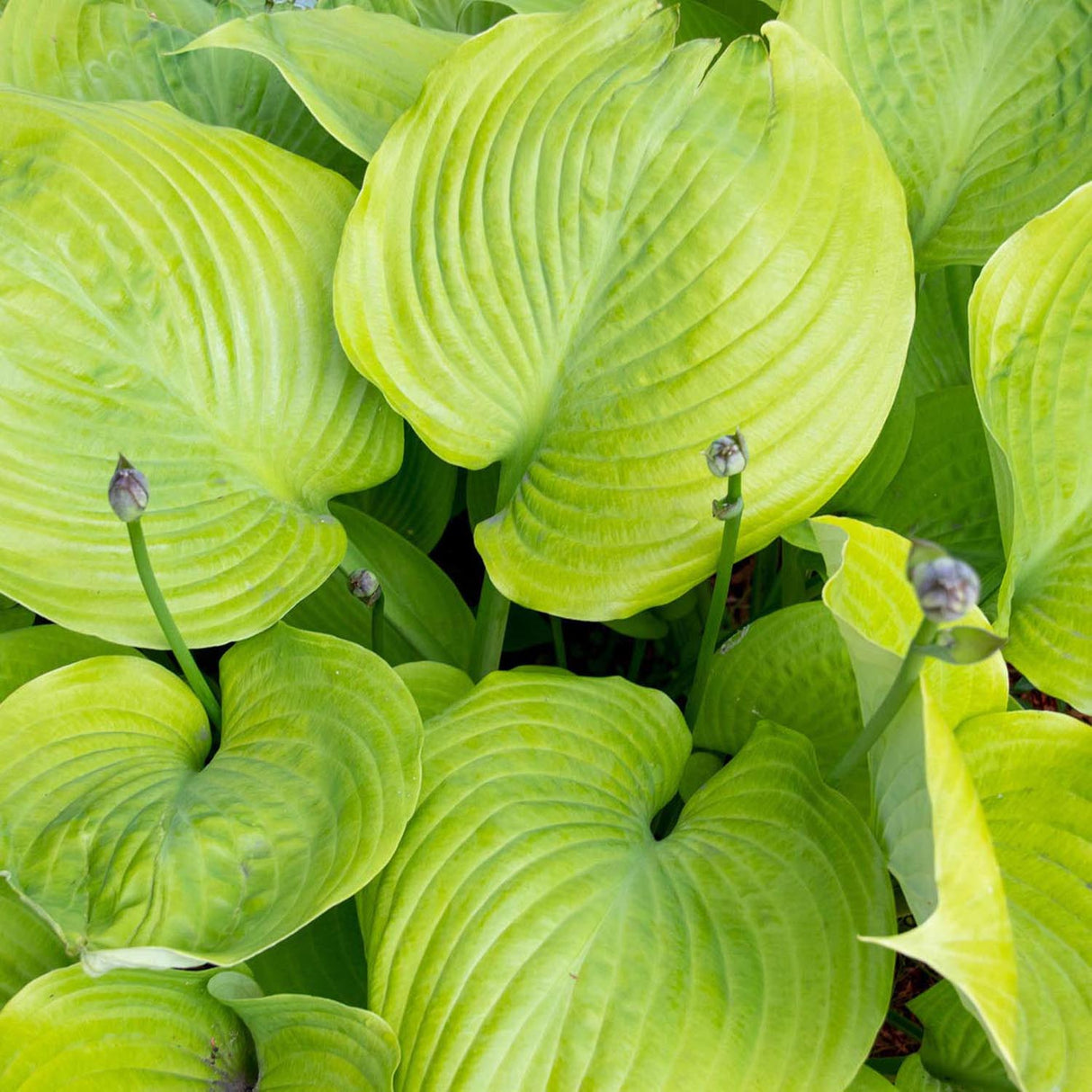 Crin de Toamna (Hosta) Sum And Substance