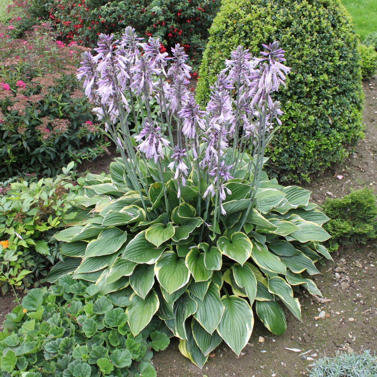 Crin de Toamna (Hosta) Wide Brim, cu frunzis verde si margini cremoase