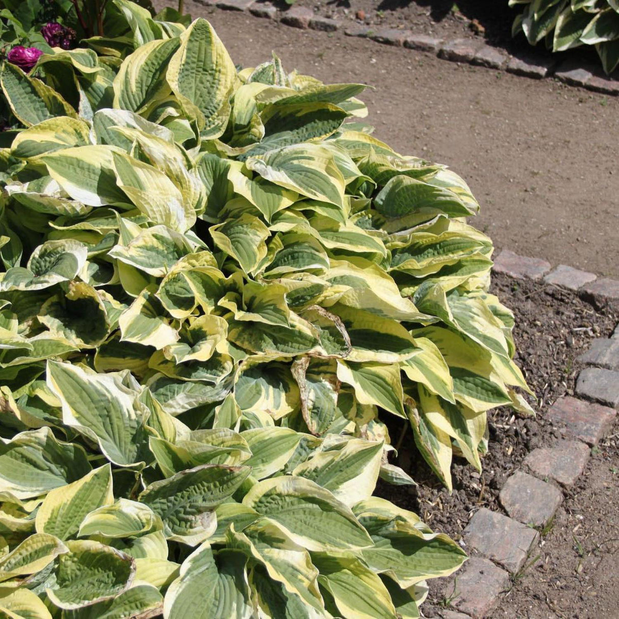 Crin de Toamna (Hosta) Wide Brim, cu frunzis verde si margini cremoase